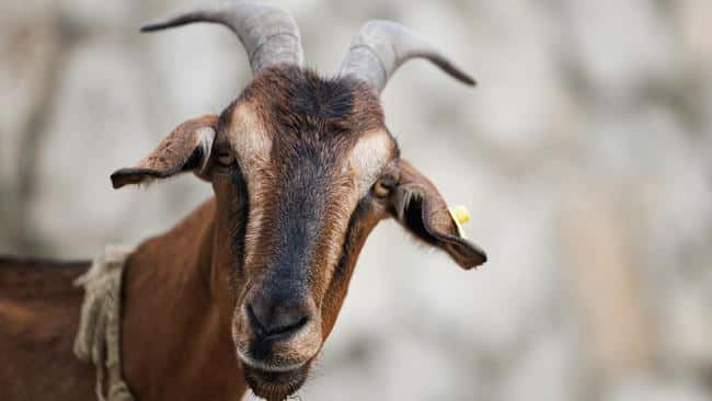 媒体小编逆袭记：慧眼识珠，$GOAT投资狂赚250倍！