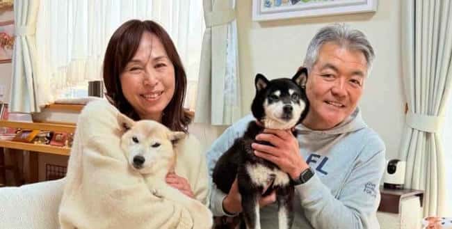 COCORO柴犬币官方推出后市值破亿却暴跌60%，社群哀叹：迷因币市场前景堪忧